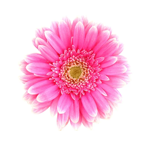 Gerber άνθη — Φωτογραφία Αρχείου