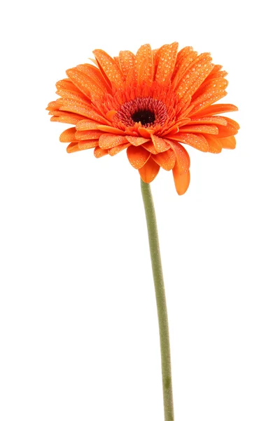 Fiore di gerbero — Foto Stock