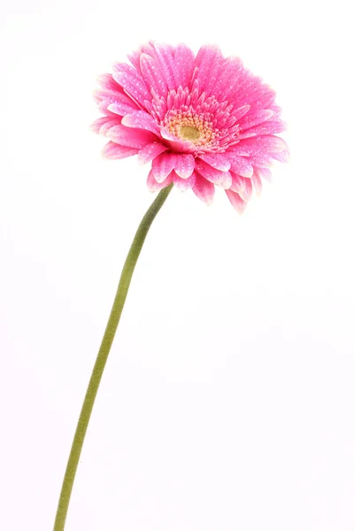 ガーバーの花 — ストック写真