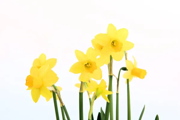 Yellow daffodil on white background — Stock Photo, Image