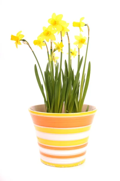 Narcissus in flower pot — Stock Photo, Image