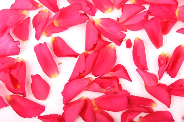 ピンクのバラの花びらの抽象的な背景 — ストック写真
