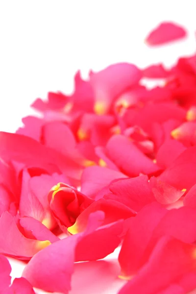 粉红玫瑰花瓣的抽象背景 — 图库照片