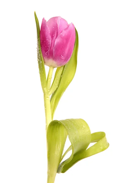 Tulip musim semi — Stok Foto