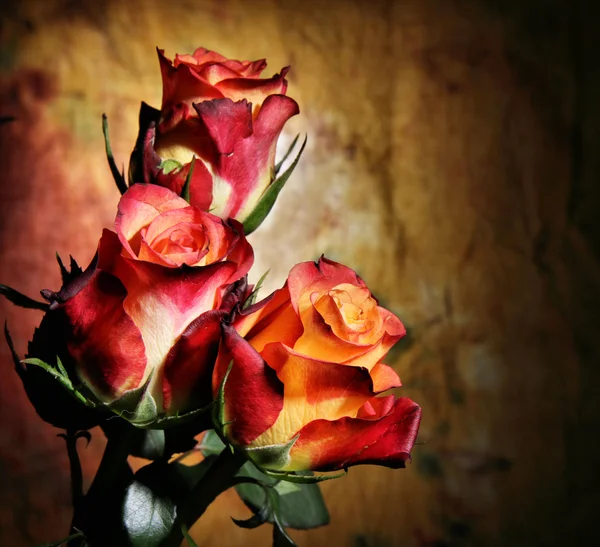 Τριαντάφυλλα άνθη — Φωτογραφία Αρχείου