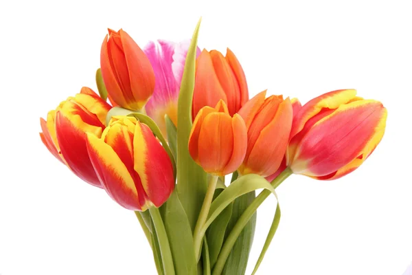 Tulipes de printemps — Photo