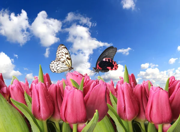 Świeże zroszone fioletowe tulipany z motylami — Zdjęcie stockowe