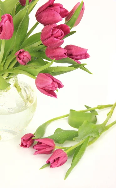 Tulipes de printemps dans un vase — Photo