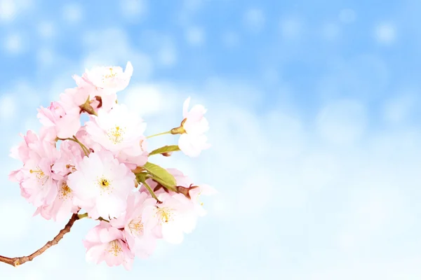 Flores de primavera —  Fotos de Stock