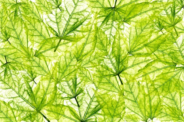 stock image Transparent leaves background