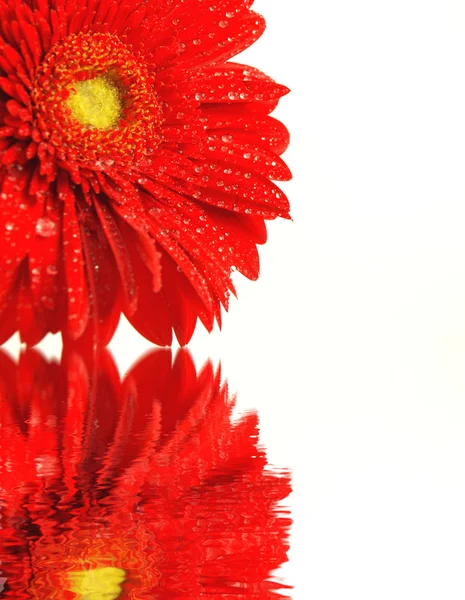 Flor de gérbero — Fotografia de Stock