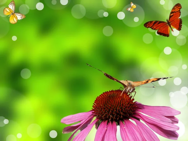 Flores de gerber coloridas com borboletas exóticas — Fotografia de Stock