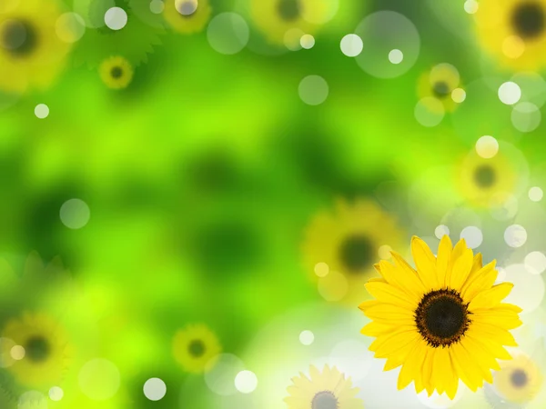 Sun flower background — Stock Photo, Image