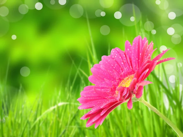 Färgade Gerbera blommor — Stockfoto