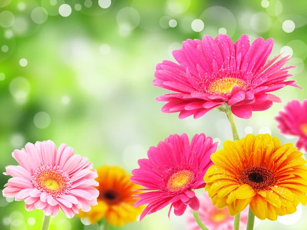 Ζέρμπερες χρωματιστά λουλούδια — Φωτογραφία Αρχείου