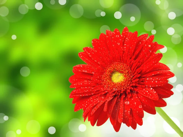Gerberas coloreadas flores — Foto de Stock