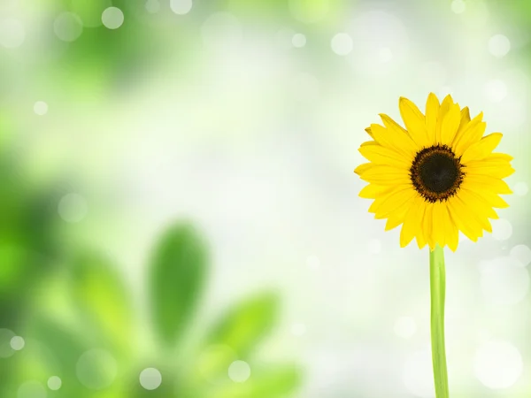 Сонце квітка фону — стокове фото