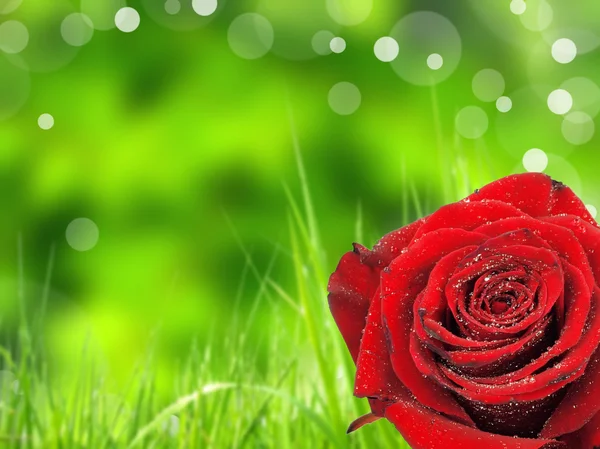 Taufrische Rose auf glänzend verschwommenem grünem Hintergrund — Stockfoto