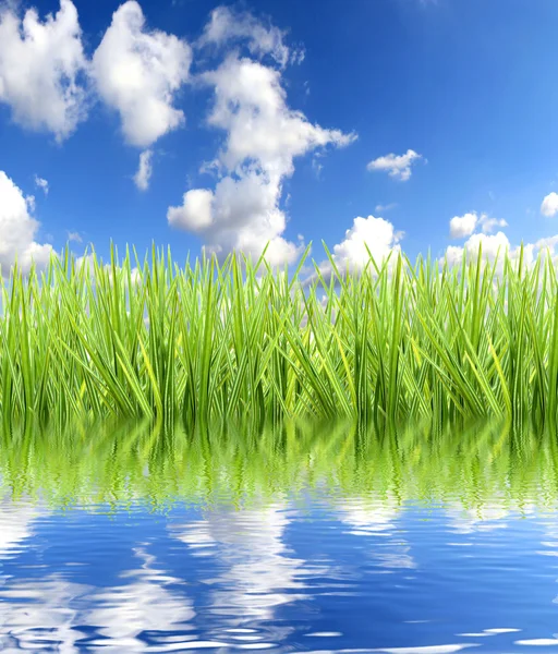 Su ile çimen — Stok fotoğraf