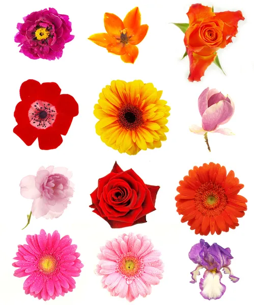 Květinová kolekce — Stock fotografie