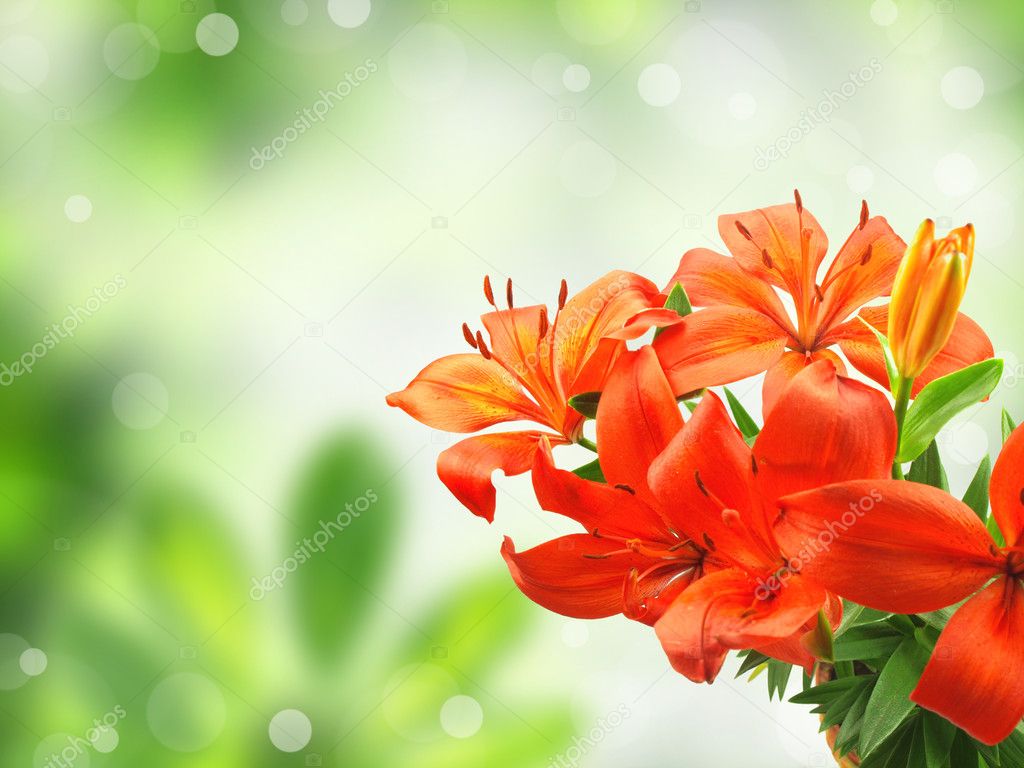 Orange lily on blur green background