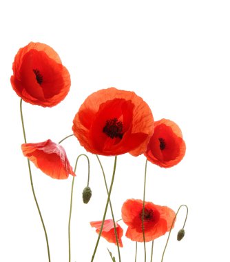 Poppy flowers clipart