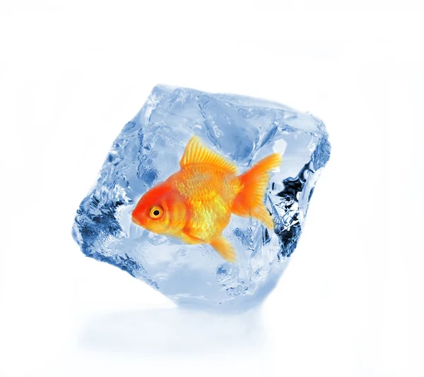 Gyllene fisk i isbit — Stockfoto