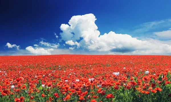 Campo de amapola floreciente — Foto de Stock