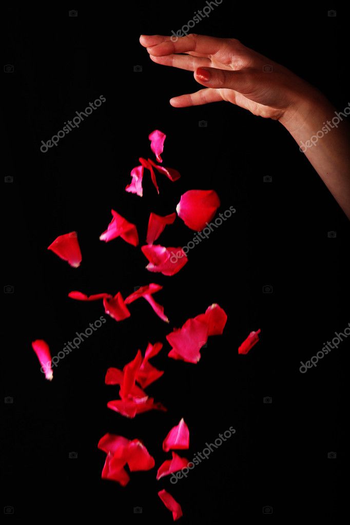 ᐈ Roses Petals Falling Stock Images Royalty Free Rose Petals Falling Pics Download On Depositphotos