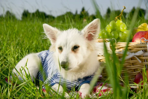 stock image Dog in meadow