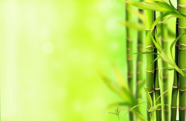 Bambu Arkaplanı