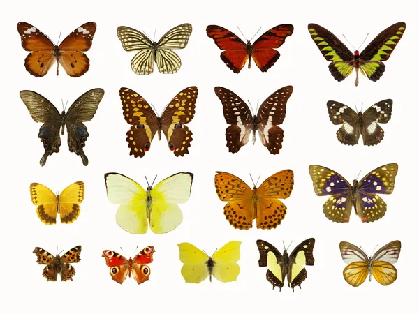 Farfalle — Foto Stock