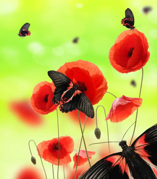 Fjärilar i vallmo — Stockfoto