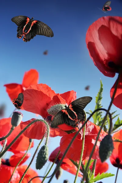 Mariposas en el campo de amapola — Foto de Stock