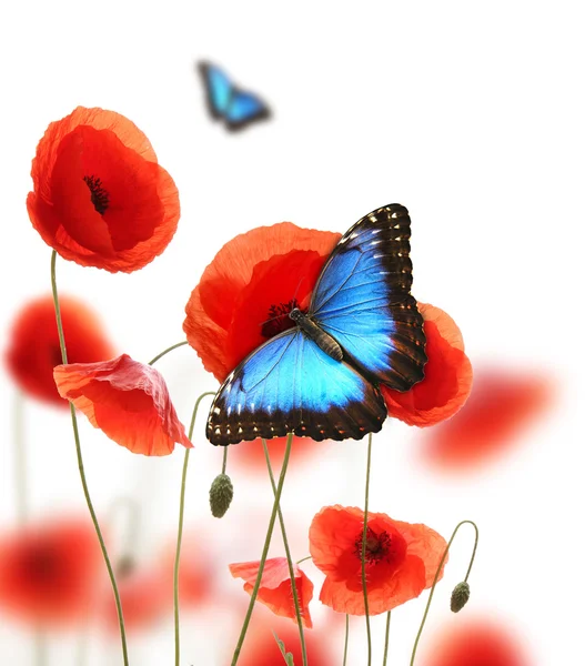 Schmetterlinge im Mohnfeld — Stockfoto