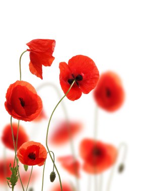 Poppy flowers clipart