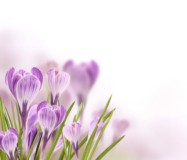Flores de pradera — Foto de Stock