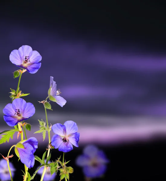 stock image Evening flowers