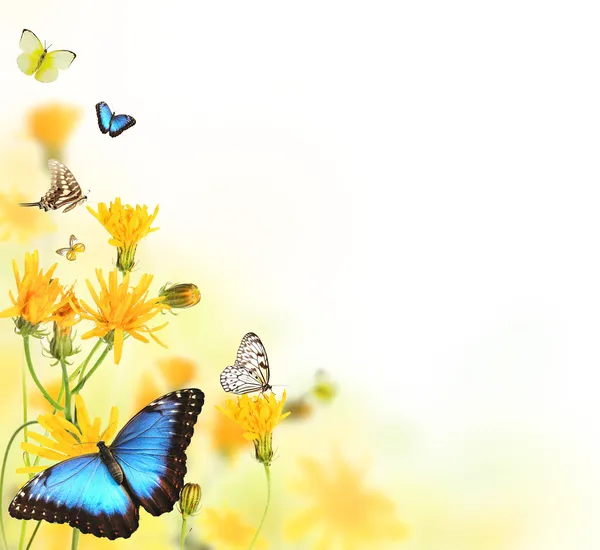 草地上盛开的蝴蝶 — 图库照片