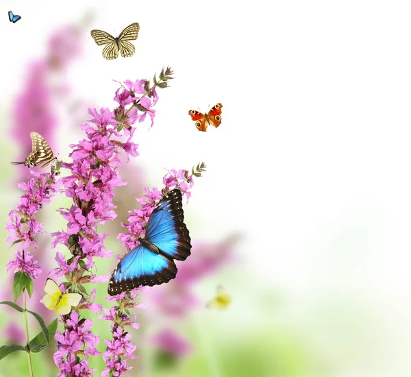 Butterflies in blooming meadow — Stock Photo, Image