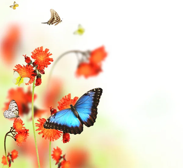 Метелики в квітучому лузі — стокове фото