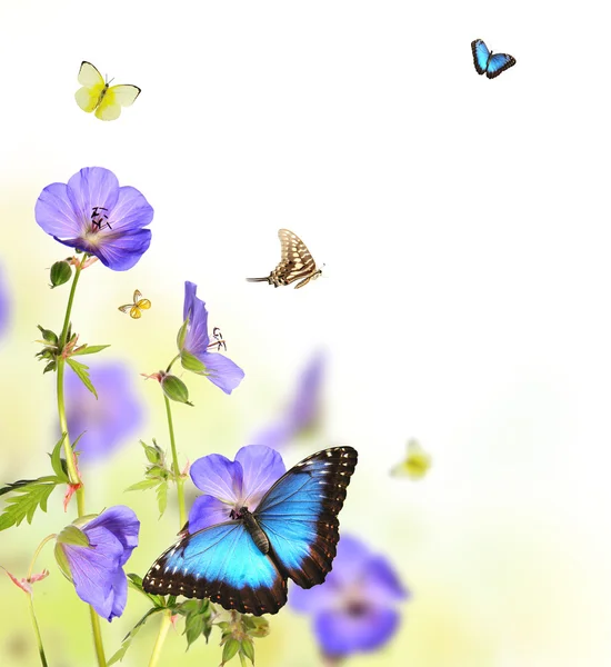 Butterflies in blooming meadow — Stock Photo, Image