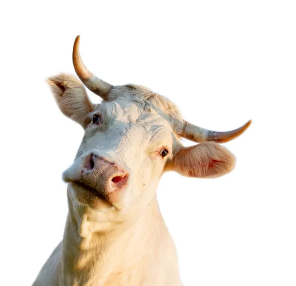 Голова коровы — стоковое фото
