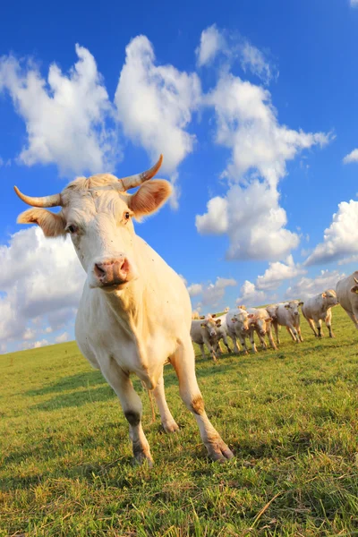 Корова стада — стокове фото