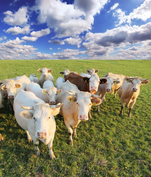 Stad krów — Zdjęcie stockowe