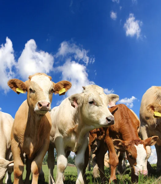 Young cows — Stock Photo, Image