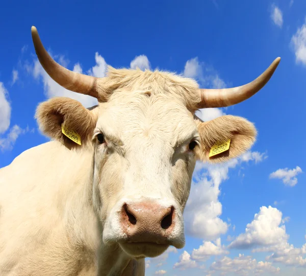 Retrato de vaca — Fotografia de Stock