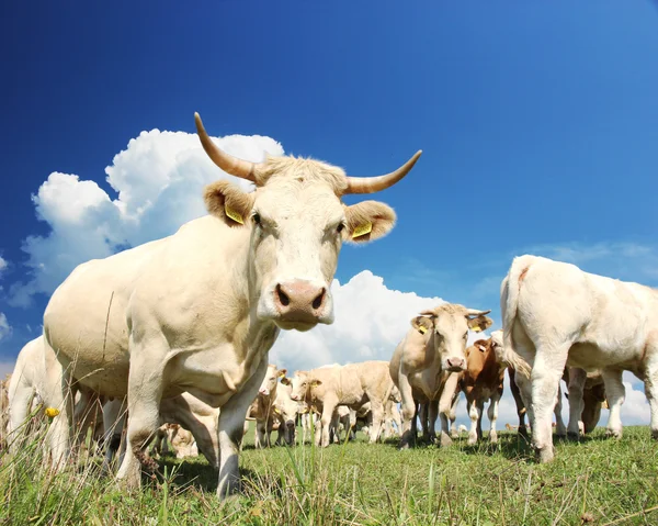 Rebaños de vacas — Foto de Stock