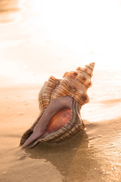 Stock image Beach detail