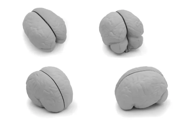 Cuatro puntos de vista diferentes de un cerebro modelo — Foto de Stock